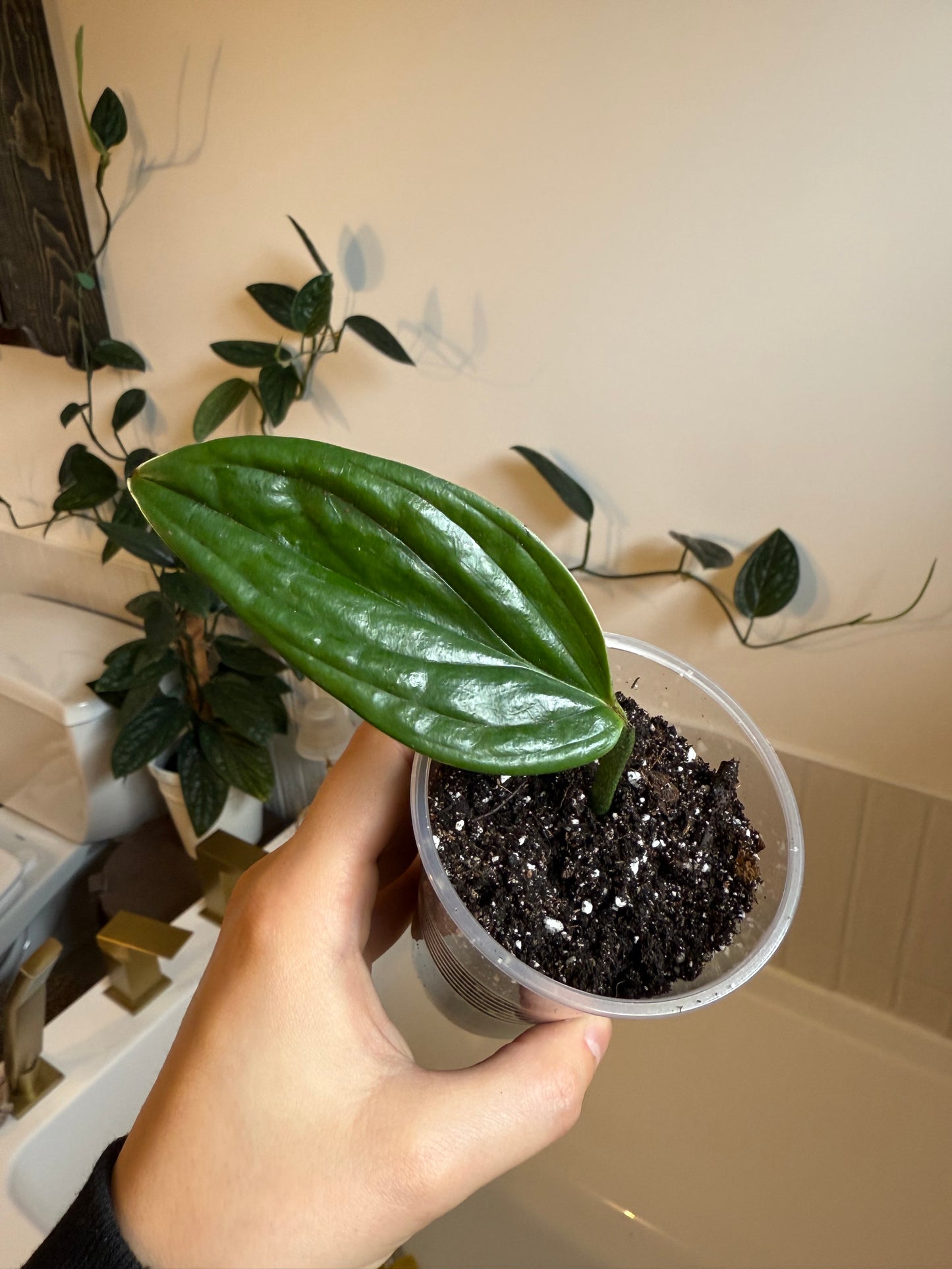 Monstera Karstenianum 'Peru'