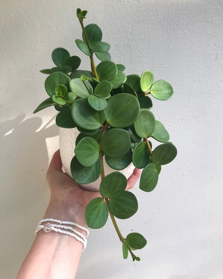 Peperomia "Hope"