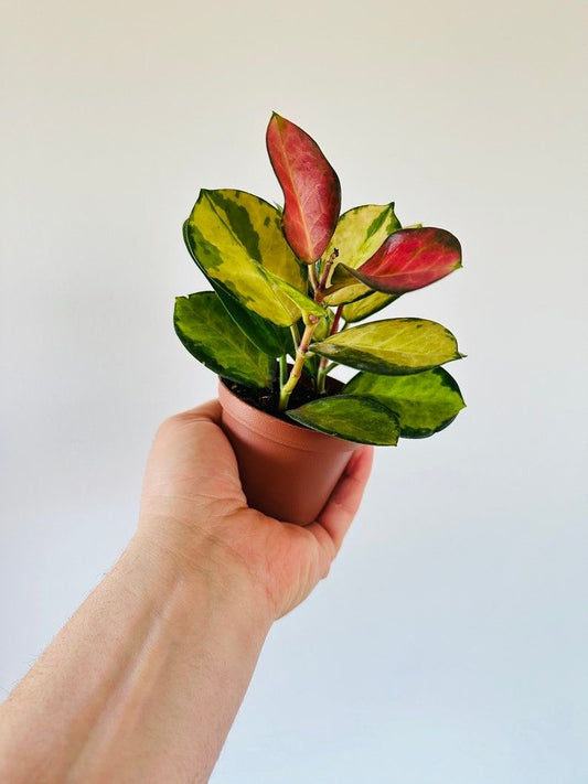 Hoya Australis 'Lisa'