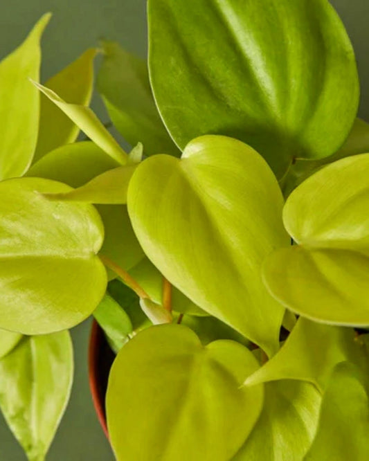 Philodendron Lemon Lime
