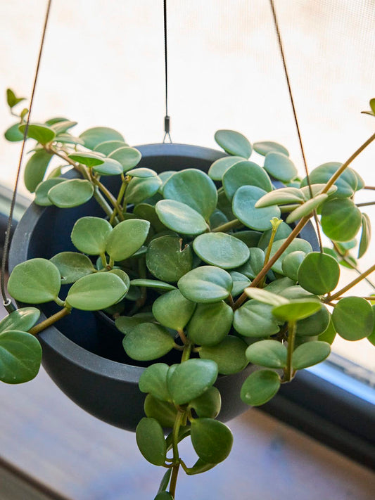 Peperomia "Hope"