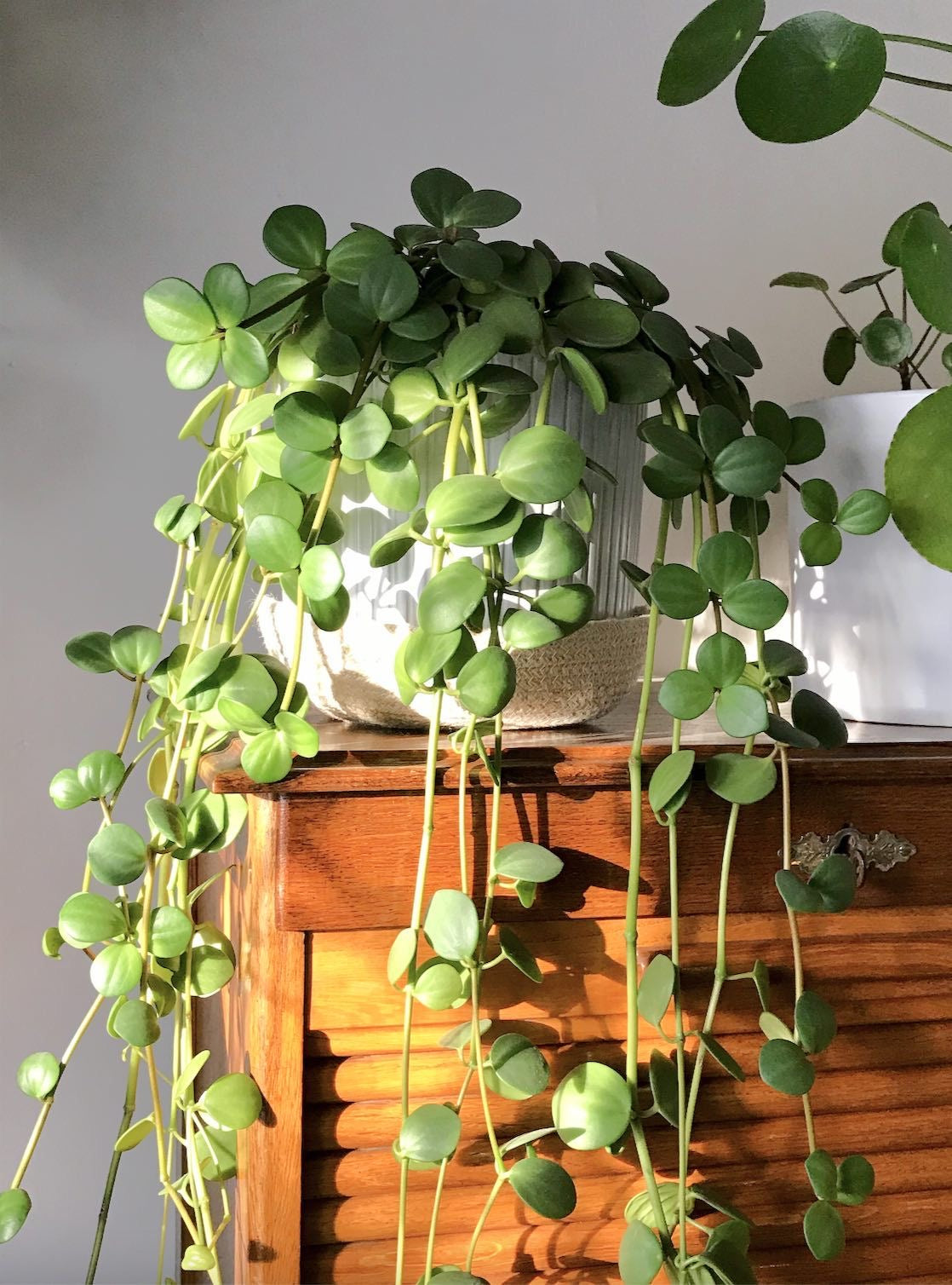 Peperomia "Hope"