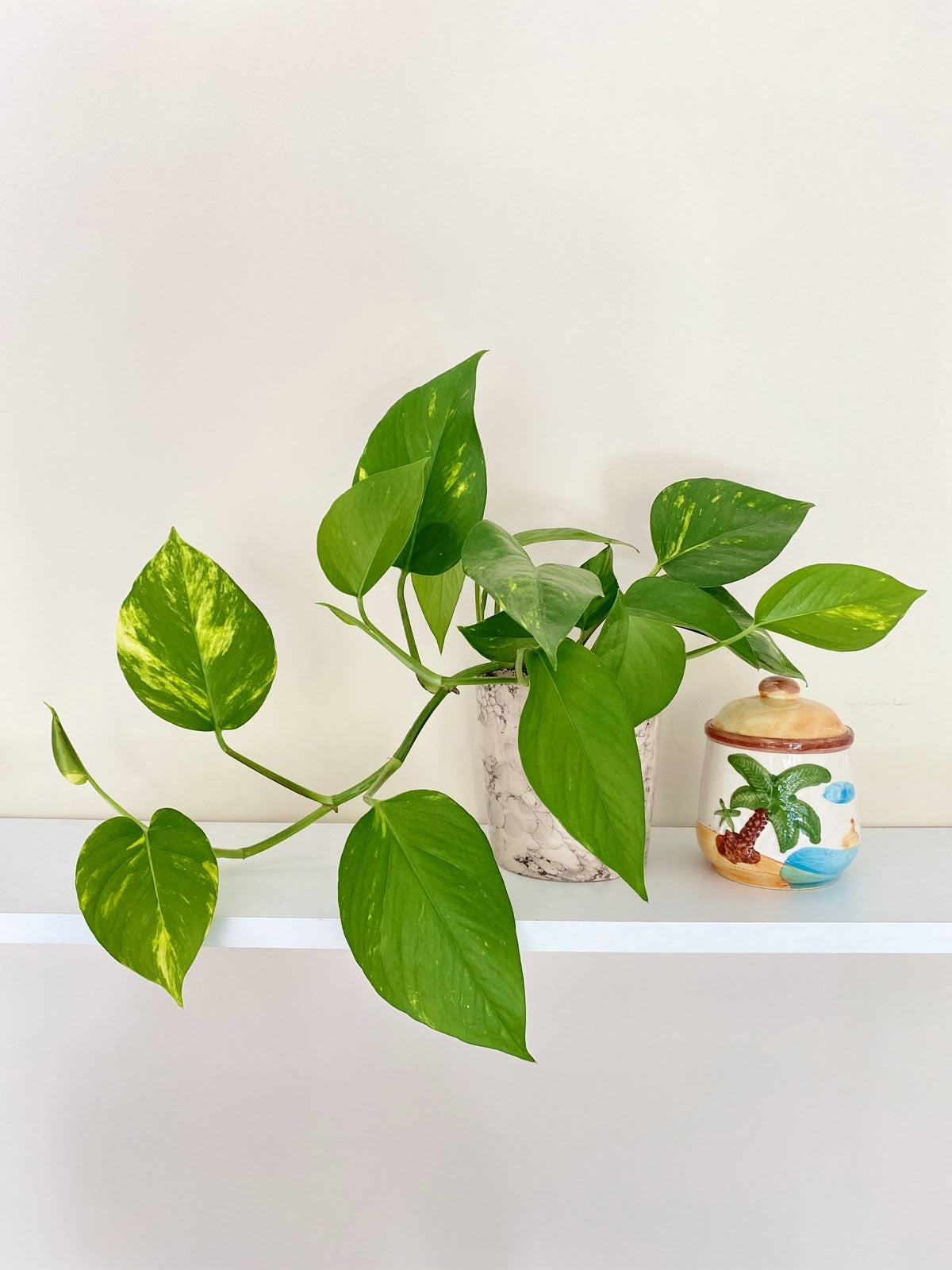 'Golden' Pothos