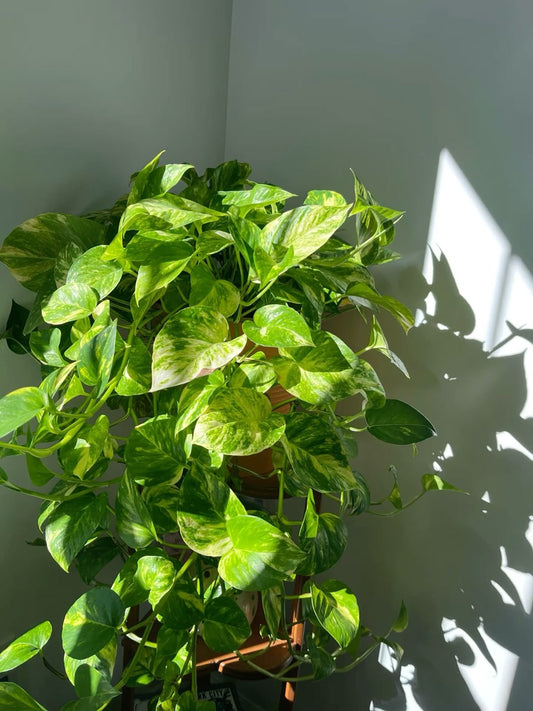 'Golden' Pothos