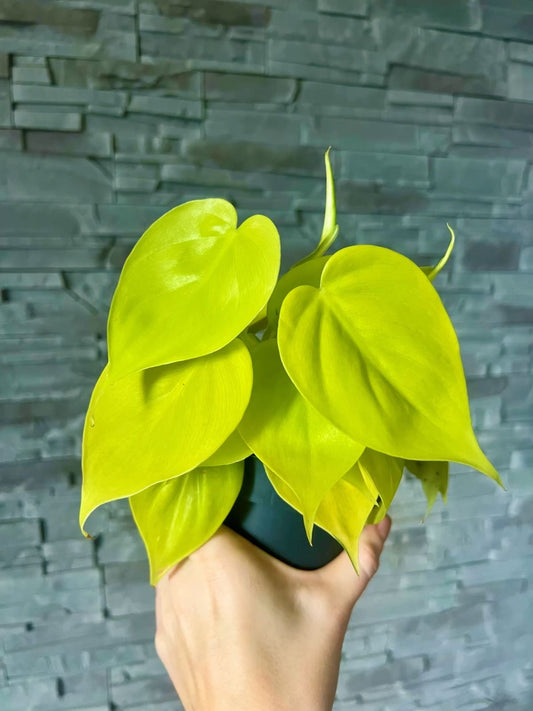 Philodendron Lemon Lime