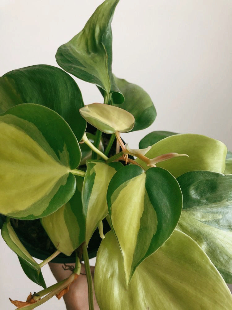 Philodendron Brazil