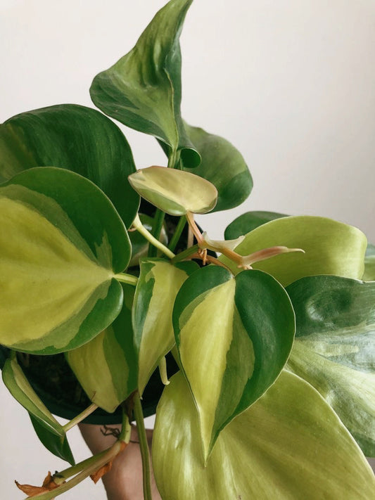 Philodendron Brazil