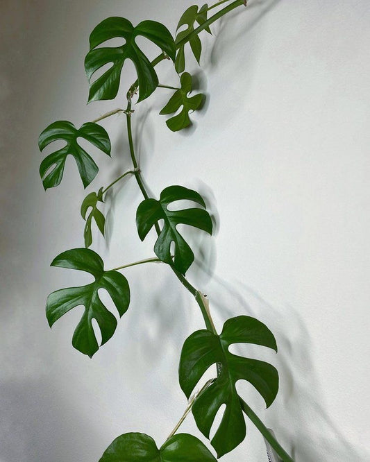 Raphidophora Tetrasperma (Monstera Minima)