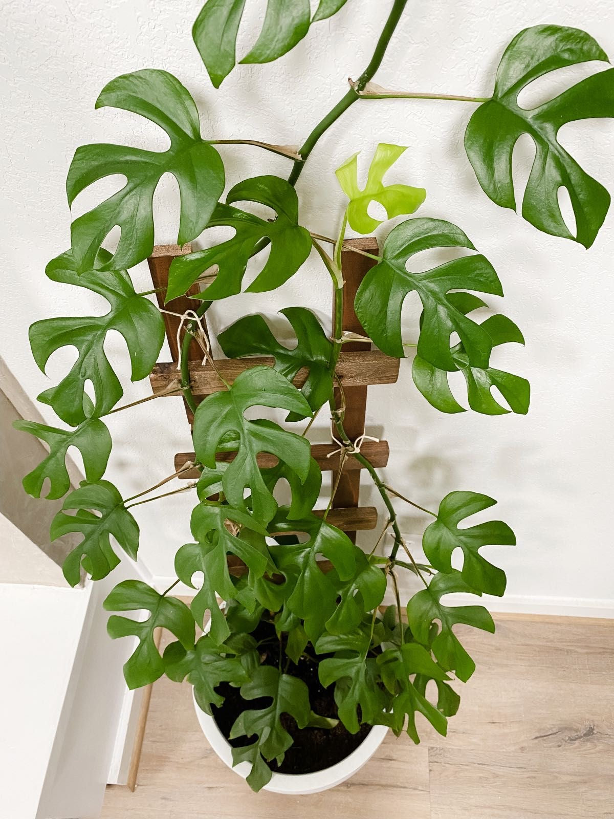 Raphidophora Tetrasperma (Monstera Minima)