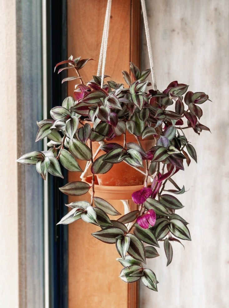 Tradescantia Zebrina