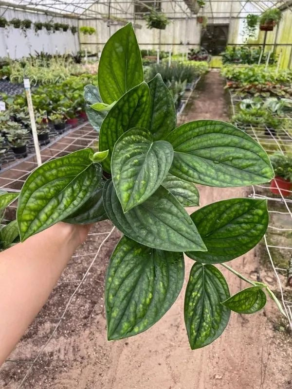 Monstera Karstenianum 'Peru'