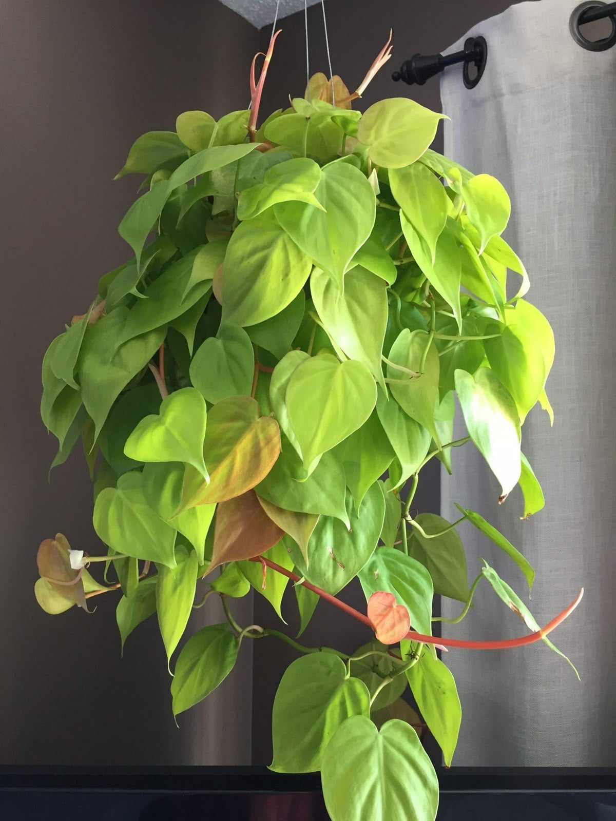 Philodendron Lemon Lime