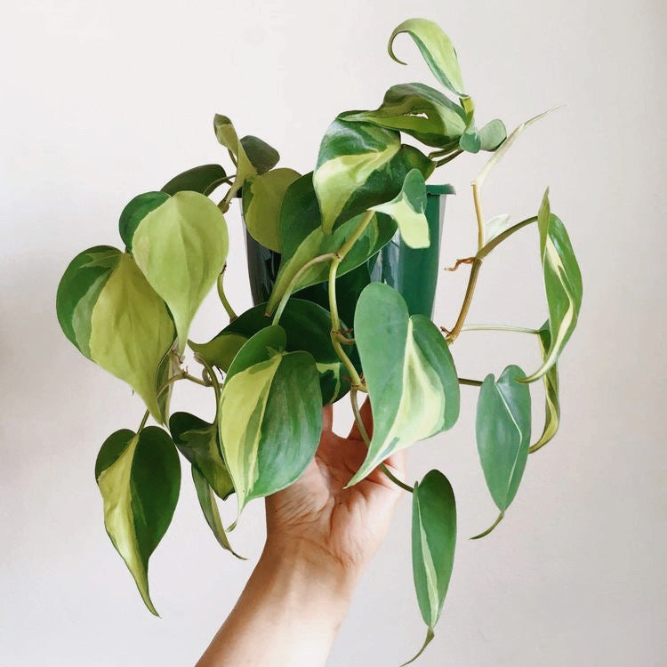 Philodendron Brazil