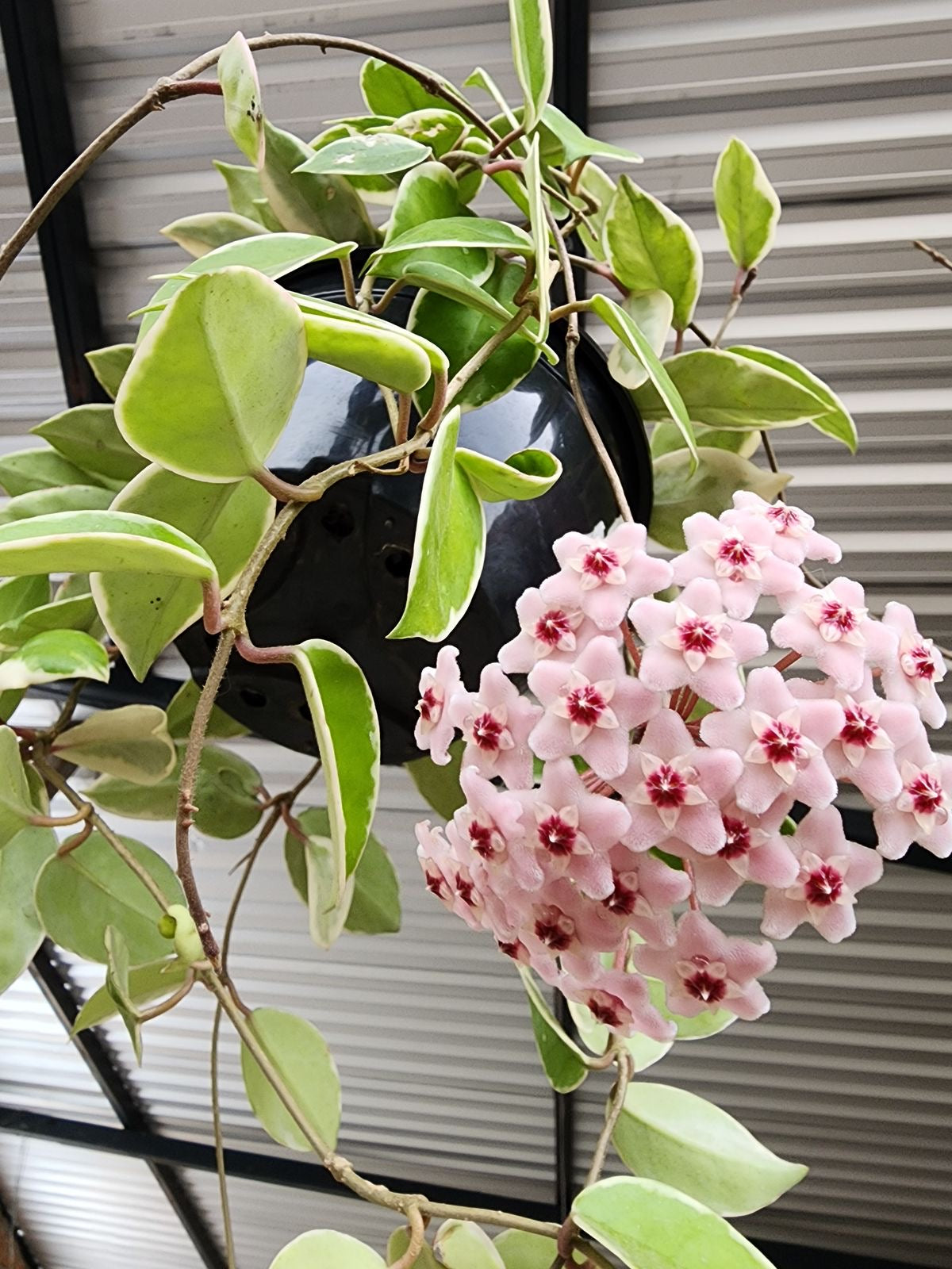 Hoya Carnosa Krimson Queen