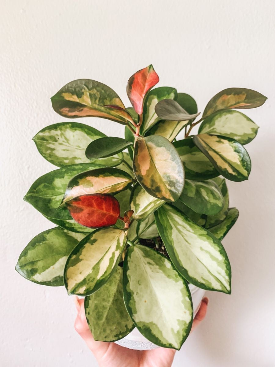Hoya Australis 'Lisa'