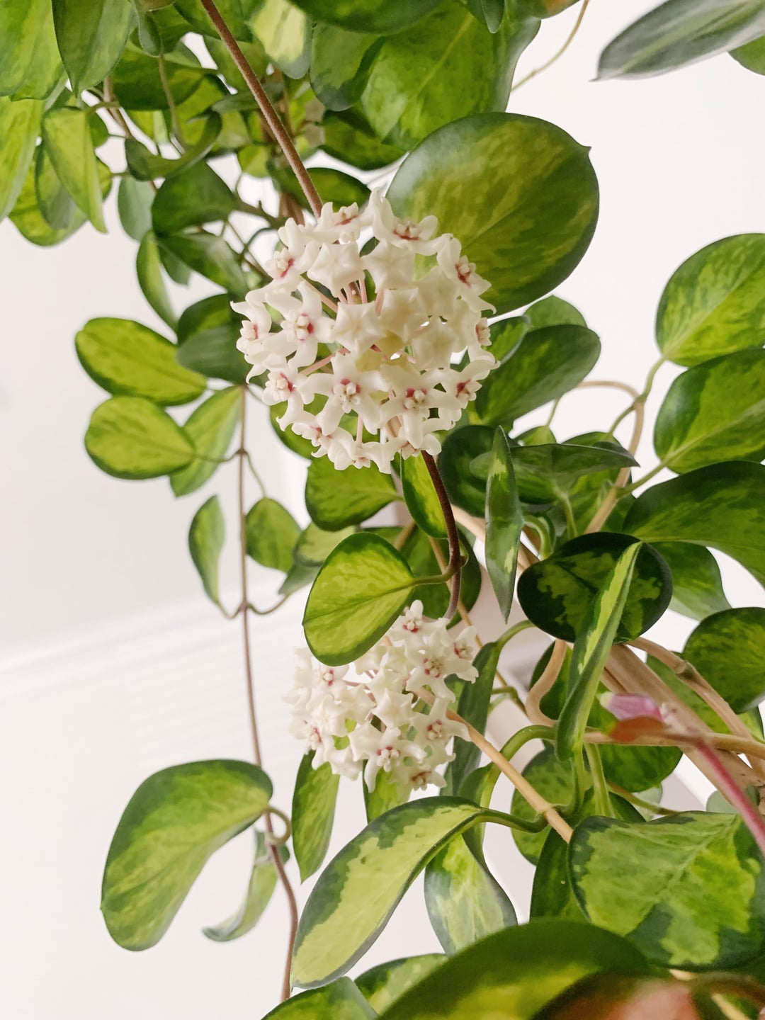Hoya Australis 'Lisa'