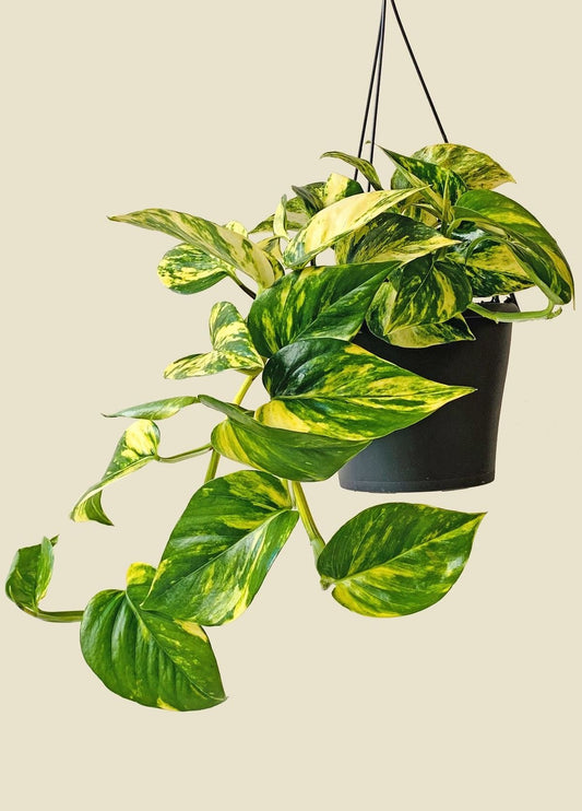 'Golden' Pothos