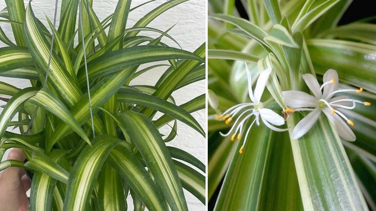 Plante Araignée 'Chlorophytum'