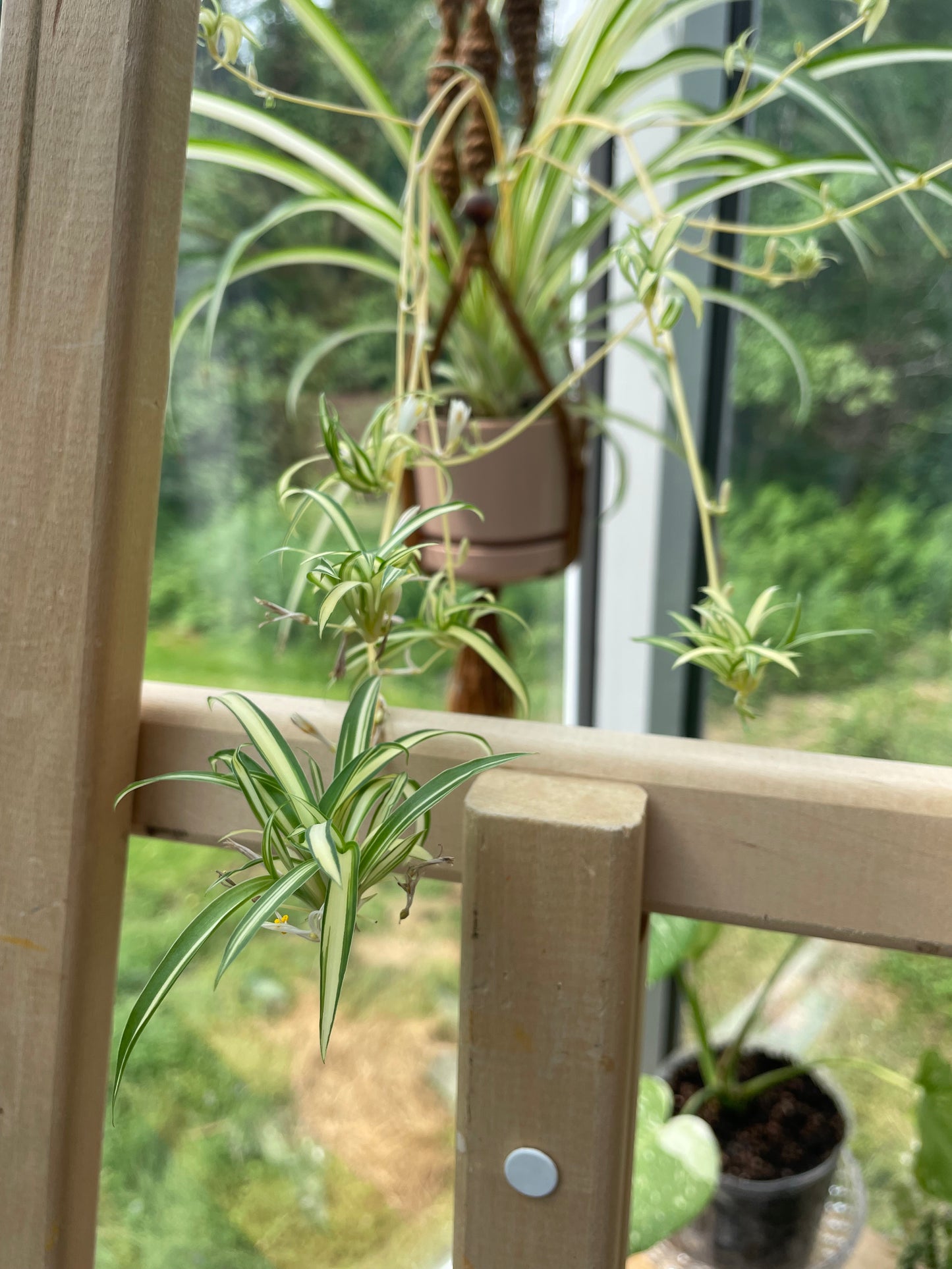 Plante Araignée 'Chlorophytum'