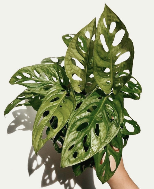 Monstera Adansonii