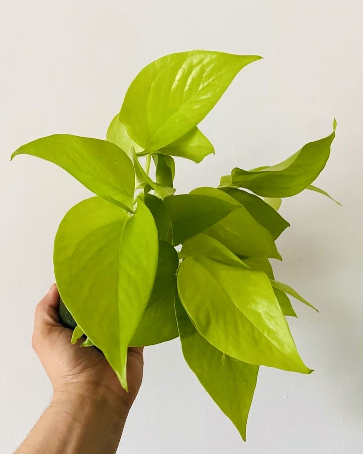 Pothos Neon