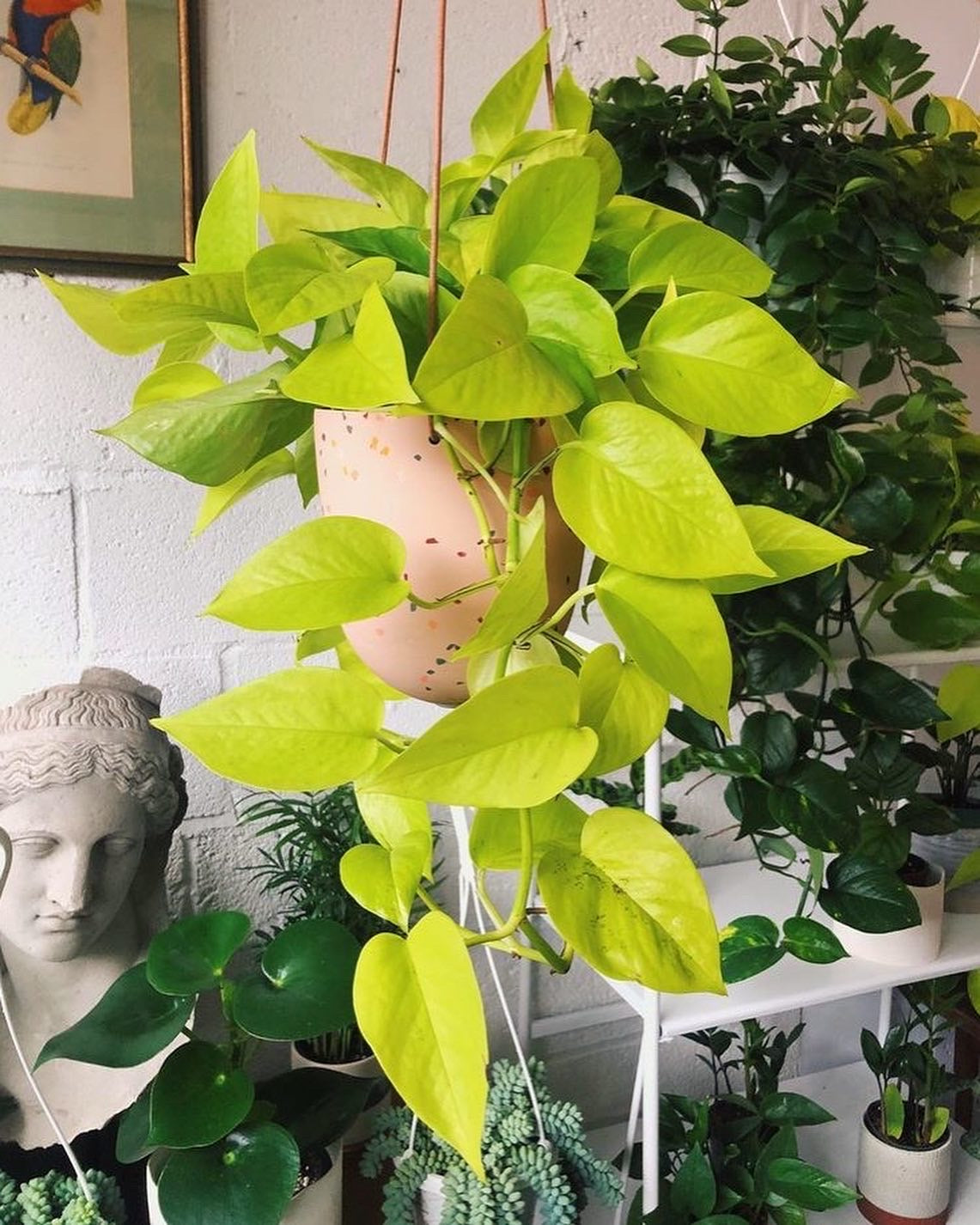 Pothos Neon