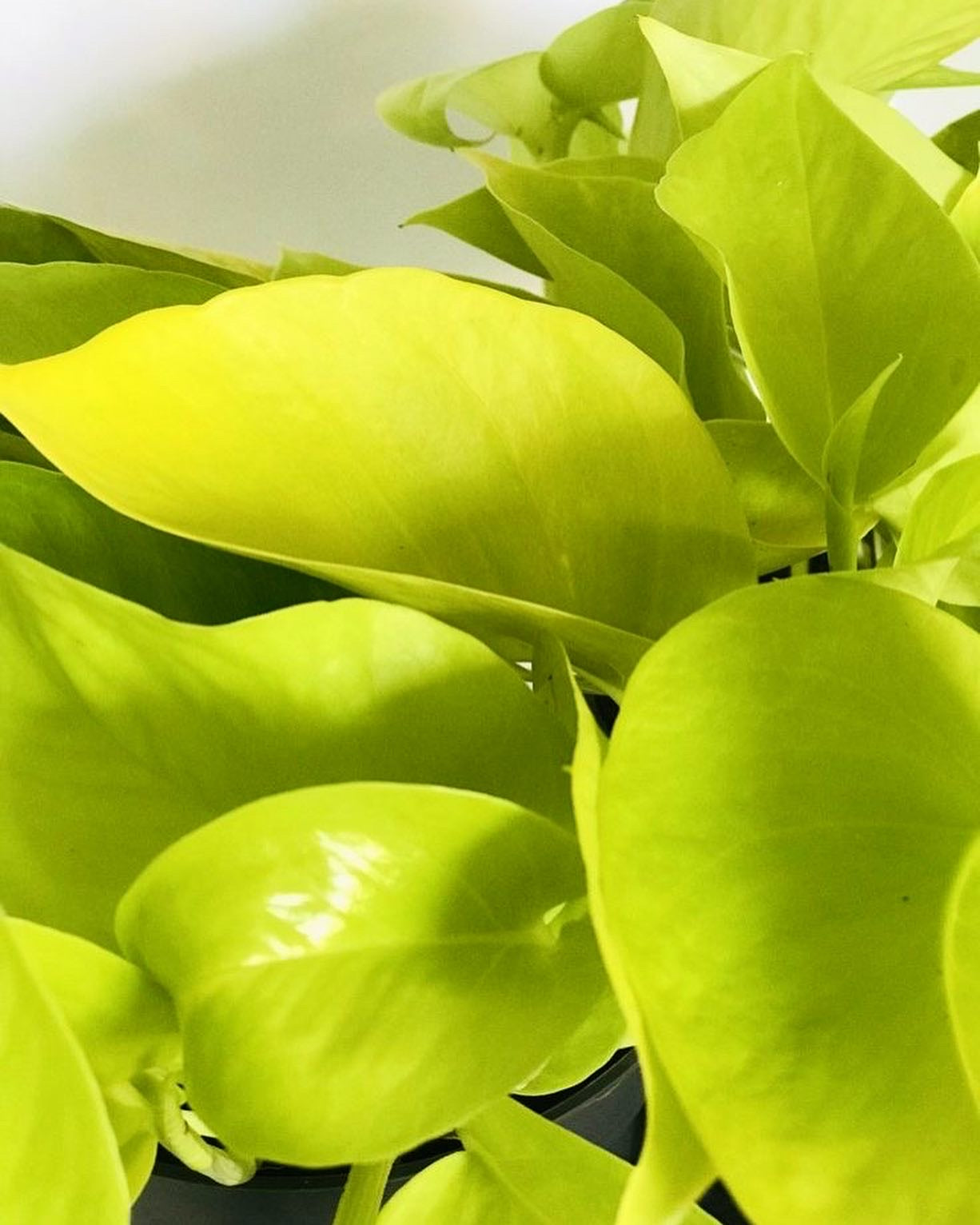 Pothos Neon