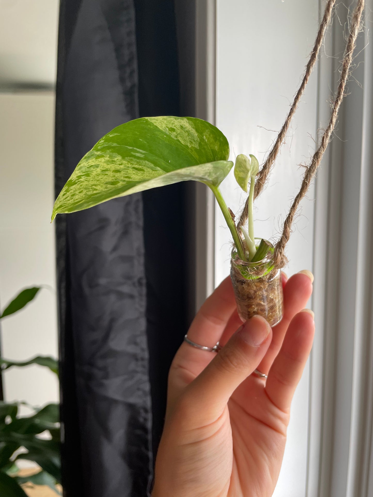 Pothos Marble Snow Queen