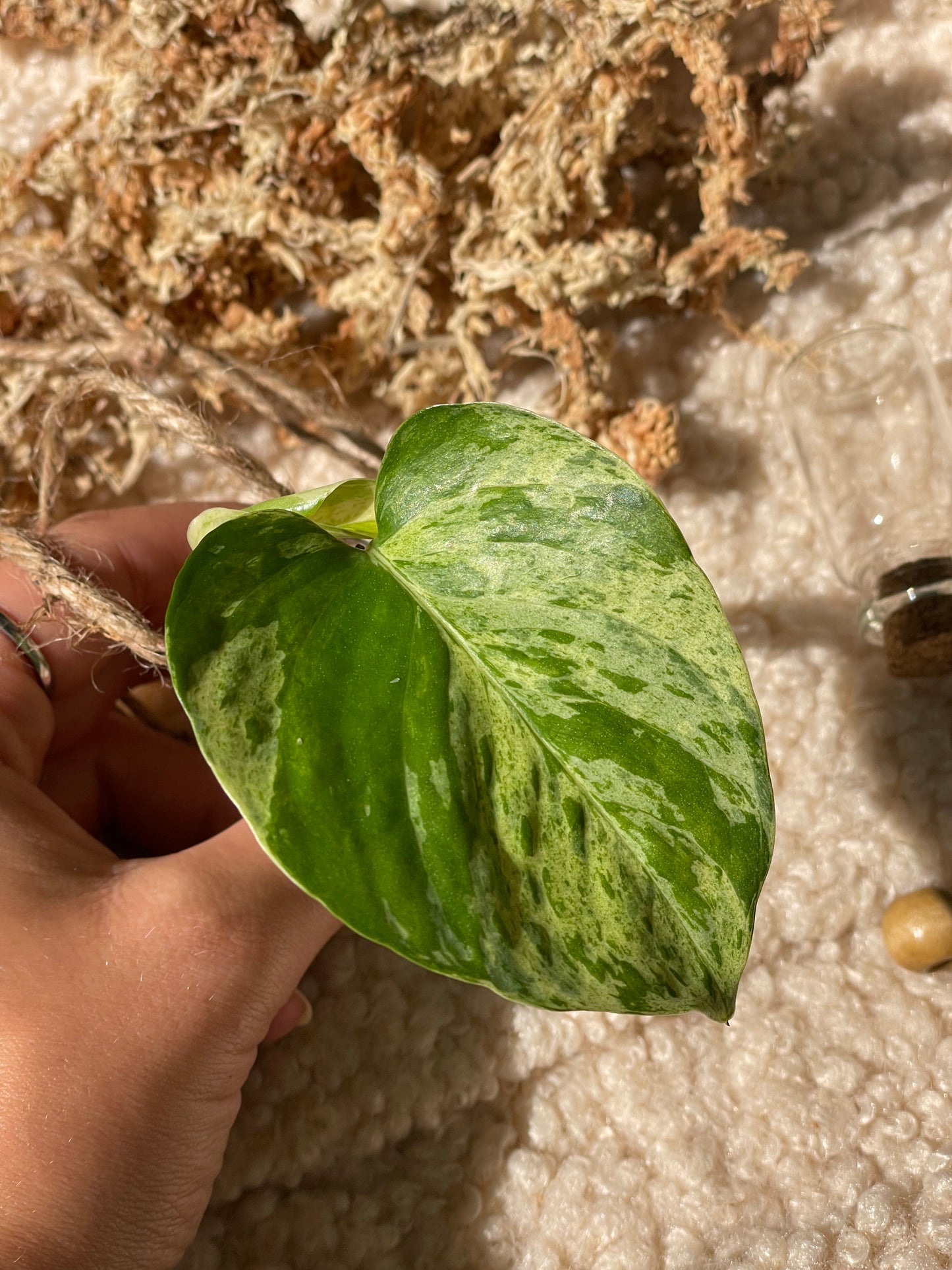 Pothos Marble Snow Queen