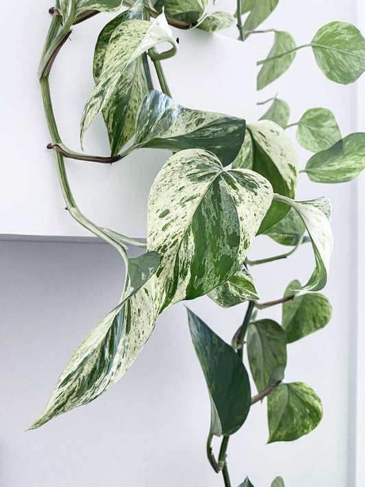 Pothos Marble Snow Queen