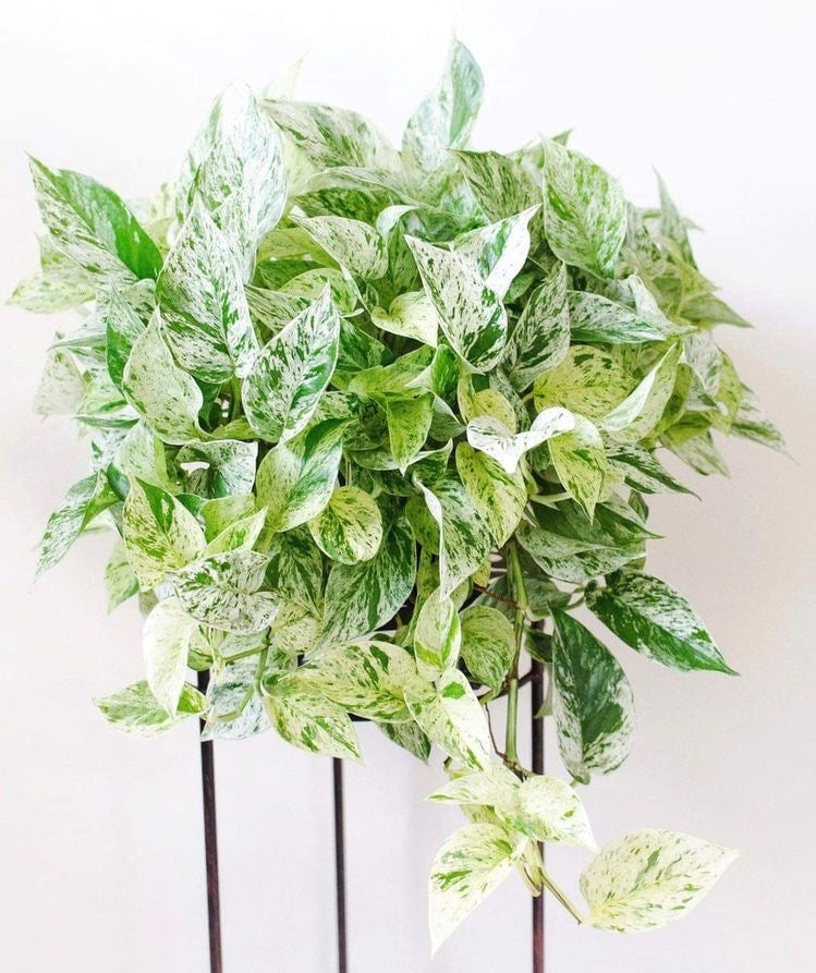 Pothos Marble Snow Queen